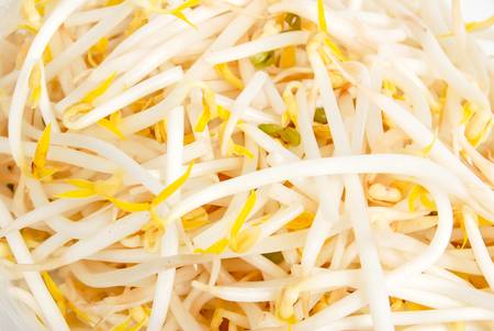 Bean sproutの写真素材