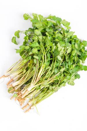 Cilantroの写真素材