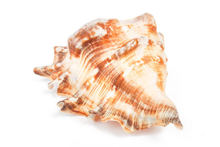 Conch