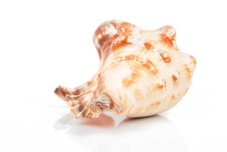 Conchの写真素材