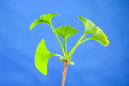 Ginkgo