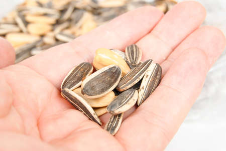 Sunflower seedsの写真素材