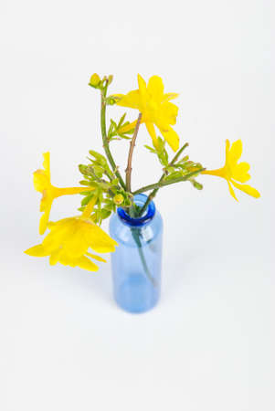Jasminum nudiflorumの写真素材