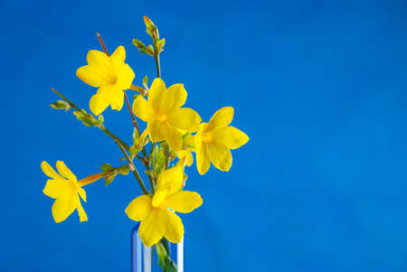 Jasminum nudiflorumの写真素材