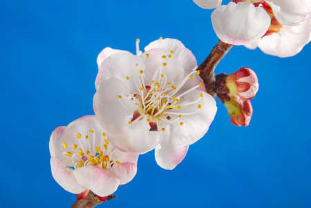 Peach blossomの写真素材