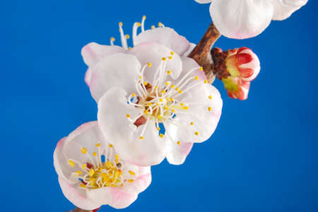 Peach blossomの写真素材