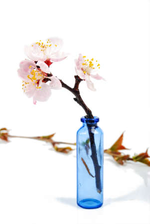 Peach blossomの写真素材