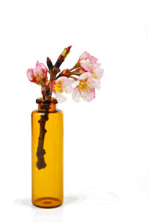 Peach blossomの写真素材