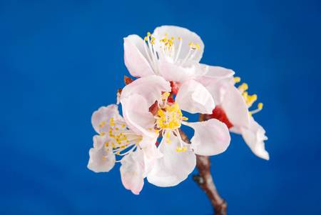 Peach blossomの写真素材