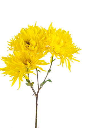 Chrysanthemum flowerの写真素材