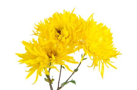 Chrysanthemum flowerの写真素材