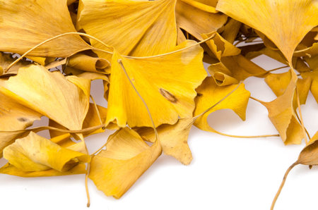 Ginkgo leaves