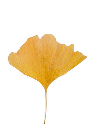 Ginkgo leavesの写真素材