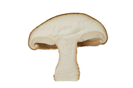 Fresh mushroom champignonの写真素材