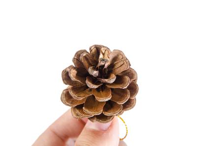 Pineconeの写真素材