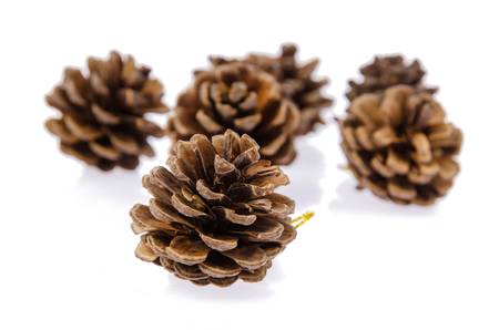 Pineconeの写真素材
