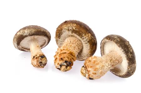 Fresh mushroomの写真素材