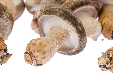 Fresh mushroomの写真素材