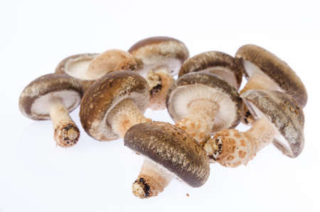 Fresh mushroomの写真素材