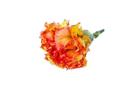 A single dry carnation on whiteの写真素材