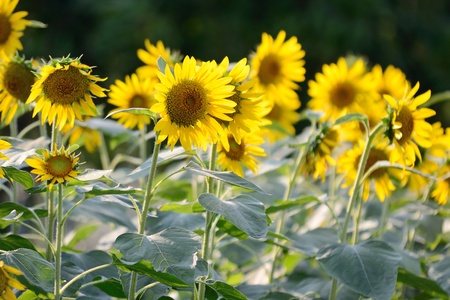 sunflowerの写真素材