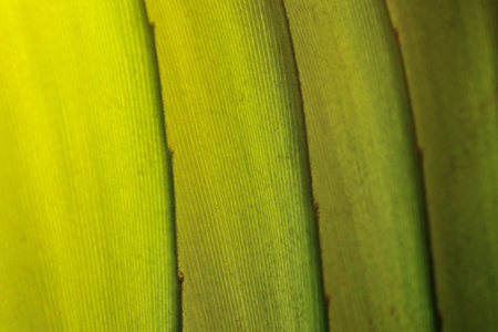 leaf background