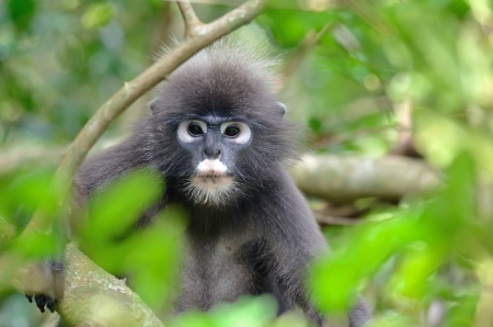 Dusky Leaf Monkey in foress of thailandの写真素材