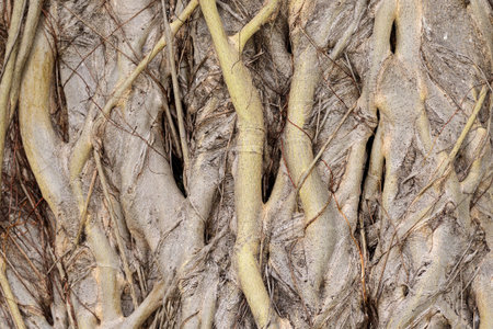 Old tropical tree bark shot clostup for make texture