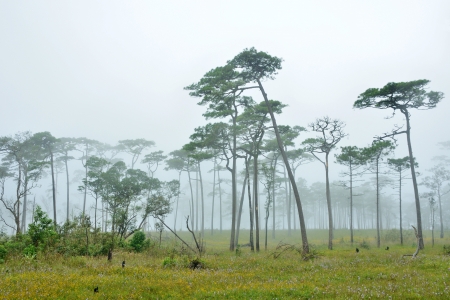 pine-tree forest with fog from phu soi downの写真素材