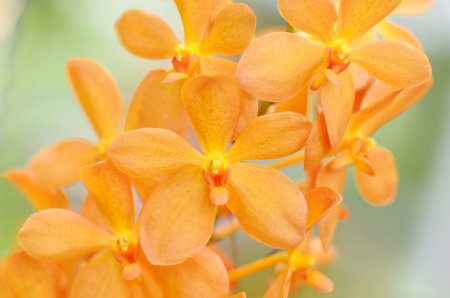 a orange thai orchid flower from thailand