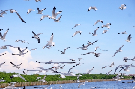 seagulls in action flying on the blue skyの写真素材