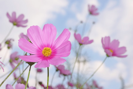 a  pink flower on  blue sky blackground in natureの写真素材