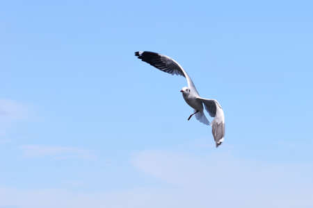 seagulls in action flying on the blue skyの写真素材