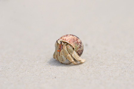 a hermat crab form the sea of thailandの写真素材