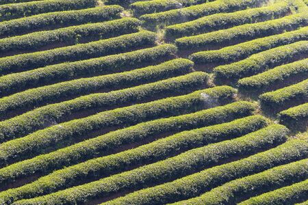 thailand tea plantation from north of thailandの写真素材