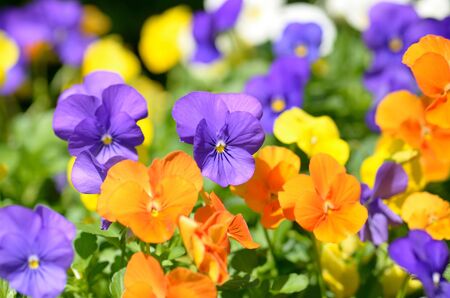 Many Colorful petunia flowers background from thailandの写真素材