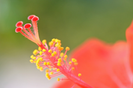 Colorful Macro pollen of red China Rose flowerの写真素材