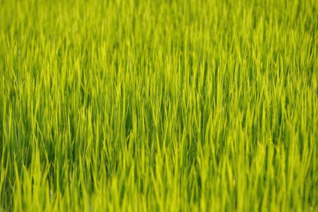 the green rice farm shot clostup blackgroundの写真素材