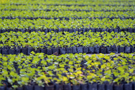 group of seedling growing from the parkの写真素材