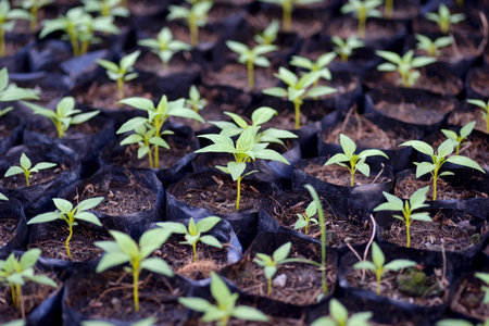 group of seedling growing from the park