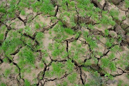 Close-Up Of Small Plant Growing On Cracked Fieldの写真素材