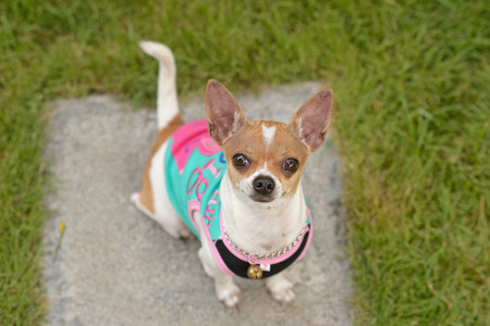 Chiwawa dog on grass in park top viewの写真素材