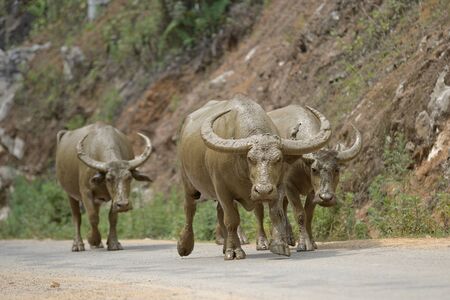 buffalo in mountain of sapa north vietnamの写真素材