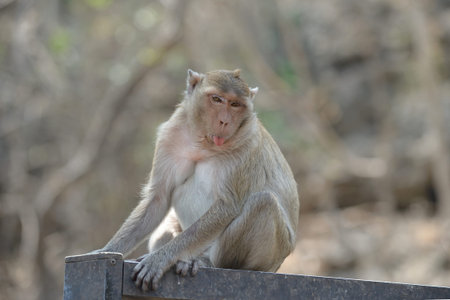 monkey in moutain from pechburi  Province thailand