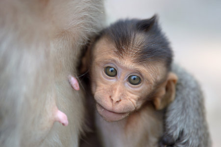 monkey with family in pechburi  Province thailand