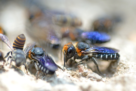 close up group of blue bandle beeの写真素材