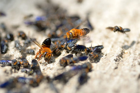 close up group of blue bandle bee