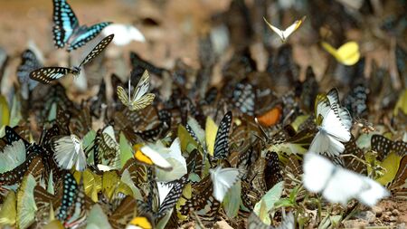 Group of butterfly on the ground and flying movement.の写真素材
