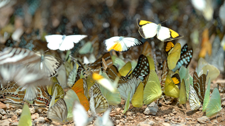 Group of butterfly on the ground and flying movement.の写真素材