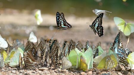 Group of butterfly on the ground and flying movement.の写真素材